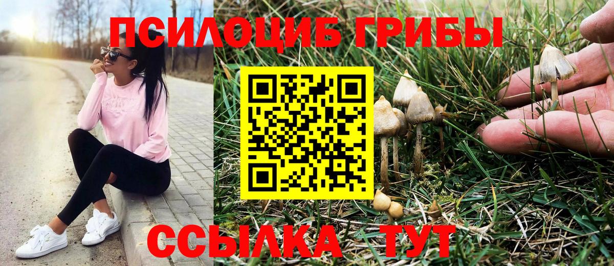 Сертолово  Псилоцибиновые грибы прущие грибы  Вход с VPN  Псилоцибиновые грибы MAGIC MUSHROOMS 